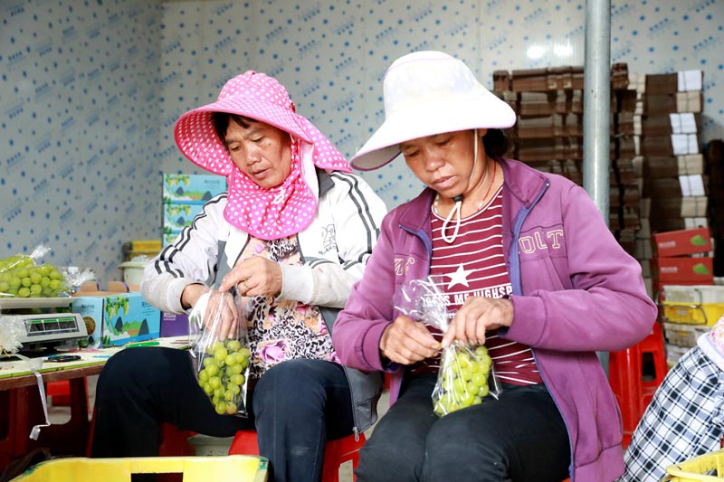 广西阳光玫瑰种植技术_广西玫瑰花种植基地_广西玫瑰种植阳光技术要求