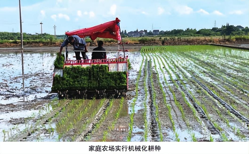致富经靠种小麦_致富经农村种植_浙江种植致富麦
