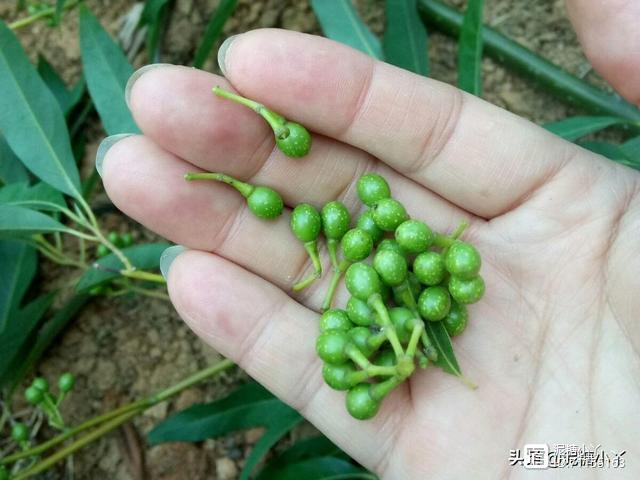 好一棵木姜子，农村人的发家致富树，城里人都爱吃