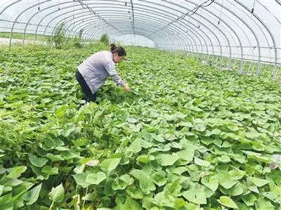 甜甜小甘薯种出致富路