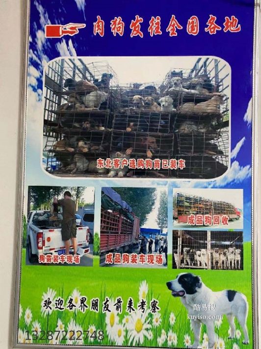 养肉狗的利润与成本费用_肉狗养殖技术和利润_2020年养殖肉狗成本和利润