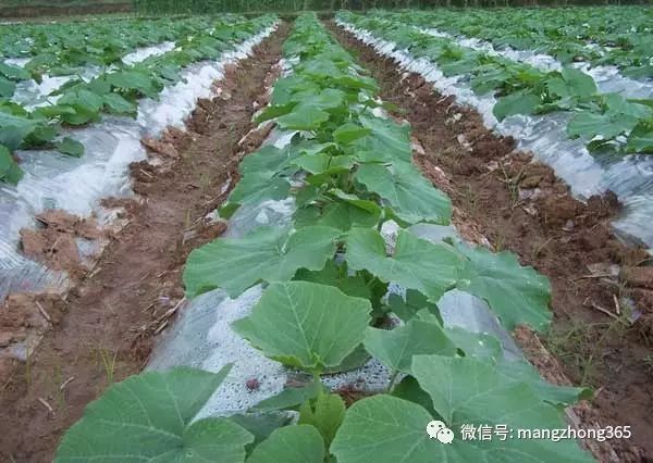 板栗南瓜栽培管理技术_板栗南瓜种植技术和管理_南瓜种植板栗管理技术视频