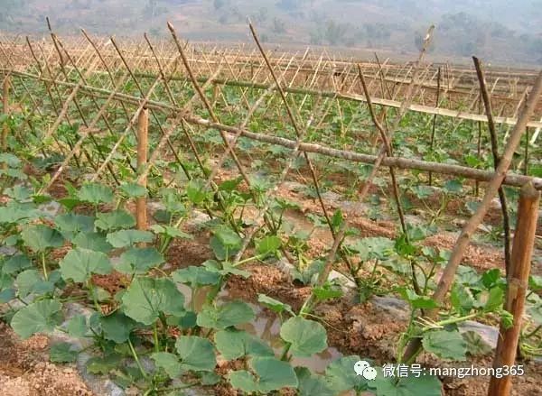 板栗南瓜栽培管理技术_南瓜种植板栗管理技术视频_板栗南瓜种植技术和管理