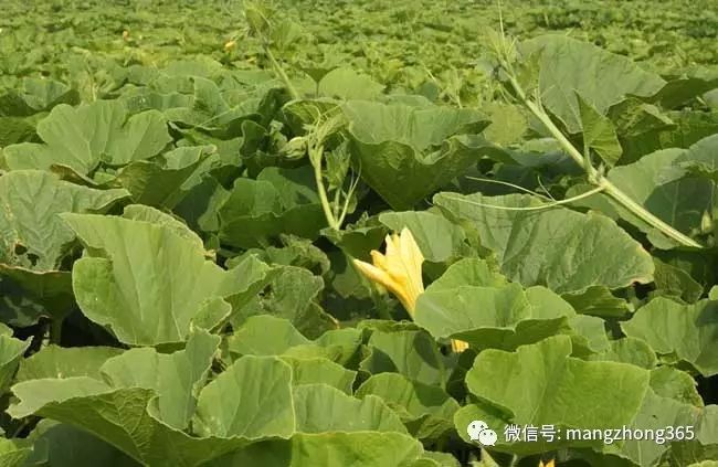 南瓜种植板栗管理技术视频_板栗南瓜种植技术和管理_板栗南瓜栽培管理技术