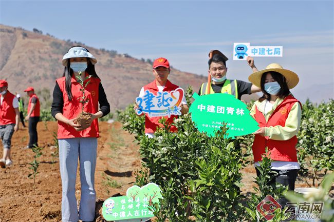 昆明东川区：种下“致富树”结出“振兴果”