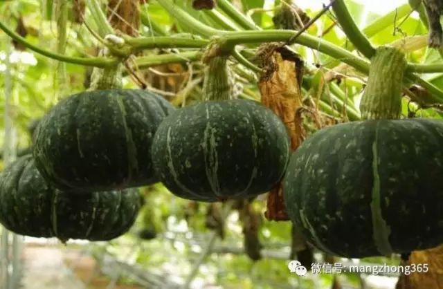 板栗南瓜种植技术与管理视频_南瓜种植板栗管理技术视频_板栗南瓜种植技术和管理