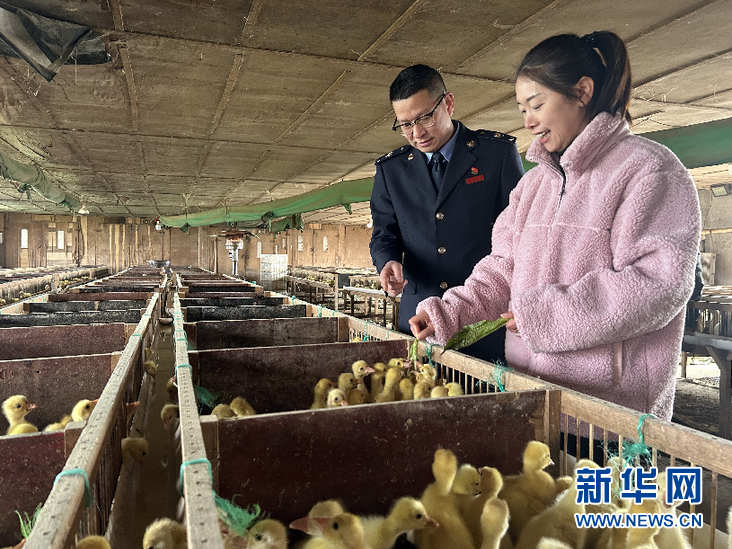 肉鹅养殖前景怎么样_肉鹅的养殖技术_肉鹅养殖技术要点