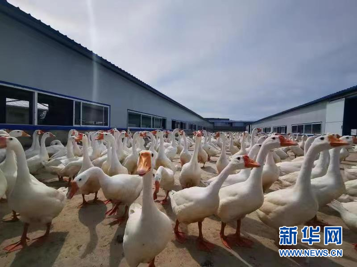 肉鹅养殖前景怎么样_肉鹅养殖技术要点_肉鹅的养殖技术