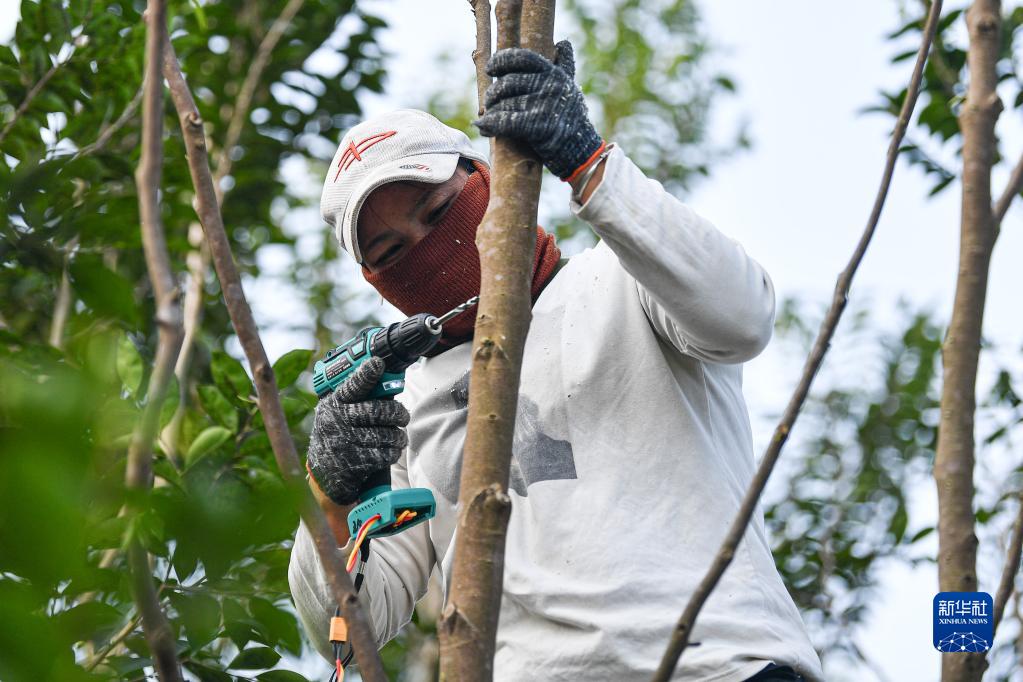 致富云南种植农民树视频_云南种植什么树挣钱_云南农民种植致富树