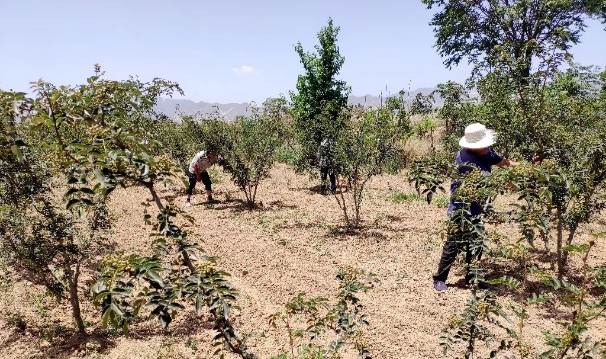 咸阳泾阳：小花椒成就大产业 铺就村民致富路