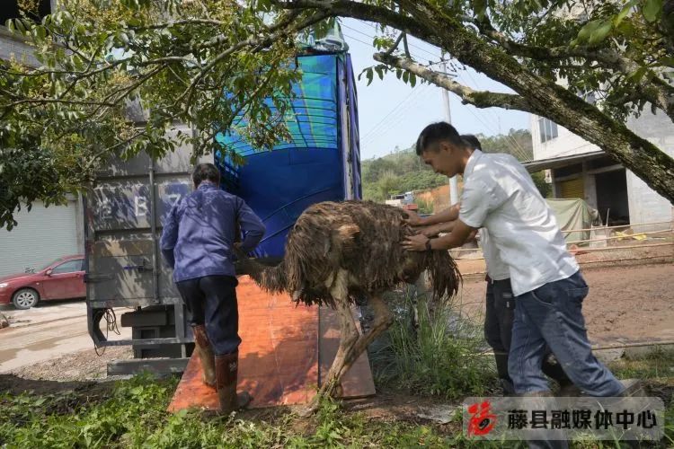 小伙养殖致富小说_致富小伙养殖小说在线阅读_致富经养鸡小伙