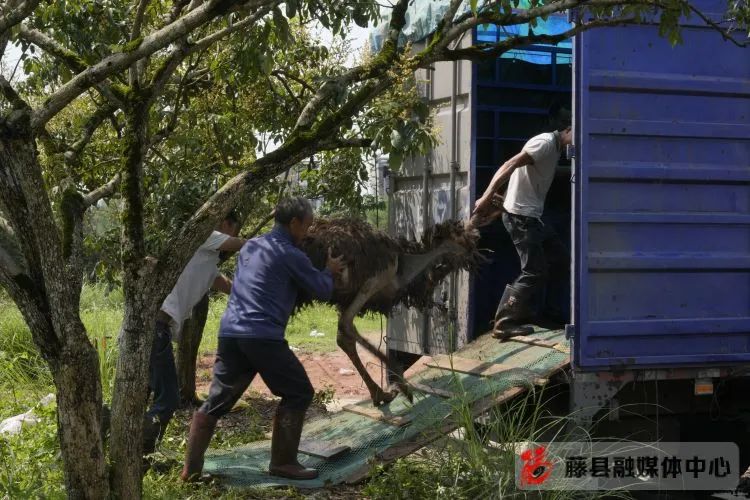 致富小伙养殖小说在线阅读_致富经养鸡小伙_小伙养殖致富小说