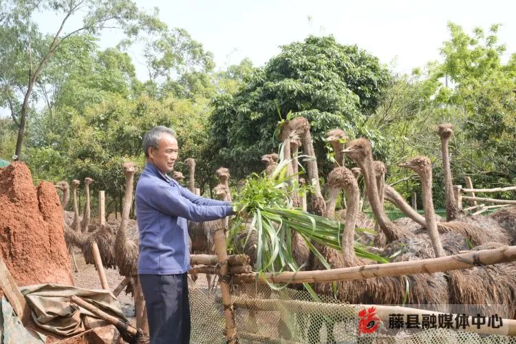 致富经养鸡小伙_致富小伙养殖小说在线阅读_小伙养殖致富小说