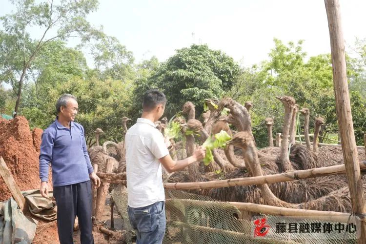 致富小伙养殖小说在线阅读_致富经养鸡小伙_小伙养殖致富小说