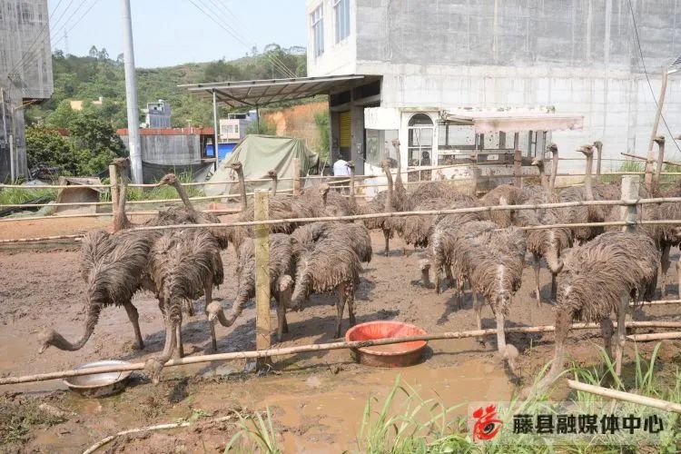 致富经养鸡小伙_致富小伙养殖小说在线阅读_小伙养殖致富小说