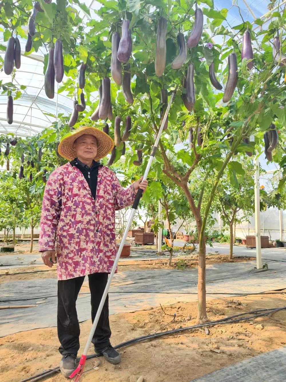 辣椒树种植技术视频_辣椒种植农业树技术要点_农业种植辣椒树技术