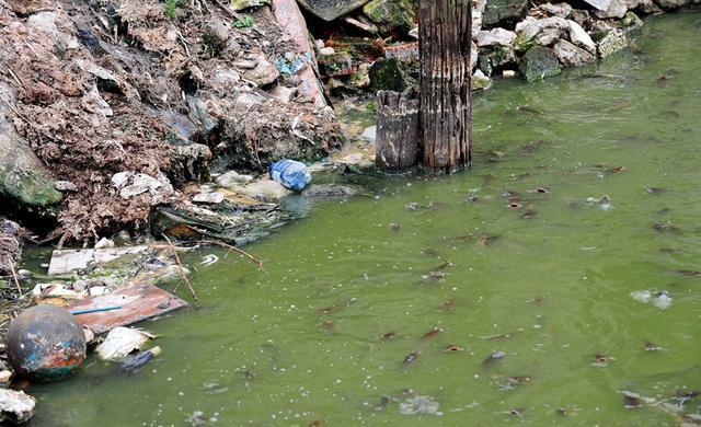 胡子养殖鲶鱼技术要求_胡子鲶鱼养殖技术_胡子鲶养殖视频