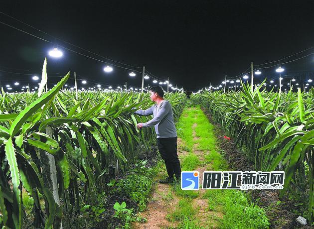 该景象实为火龙果种植新技术，夜间催花补光实现错峰产果