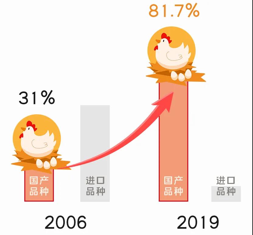 养殖蛋鸡_养鸡场养殖蛋鸡技术_养蛋鸡的技术和条件