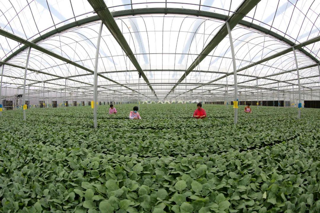 红线菜种植技术_红线草怎么种植_红线植物