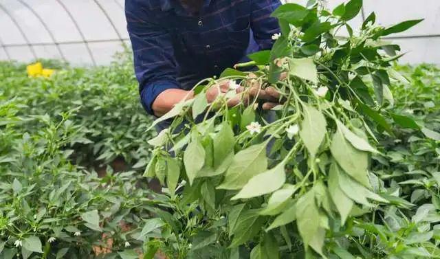 辣椒种植农业树技术视频_农业种植辣椒树技术_辣椒种植农业树技术要求