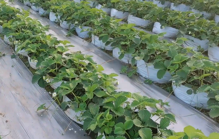 草莓大棚种植技术视频_大棚草莓种植技术与管理视频_农业农村节目大棚草莓种植技术