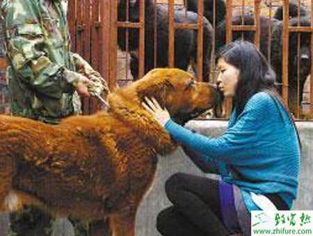 藏獒养殖技术_养殖藏獒技术成熟吗_藏獒养殖技术教学视频播放