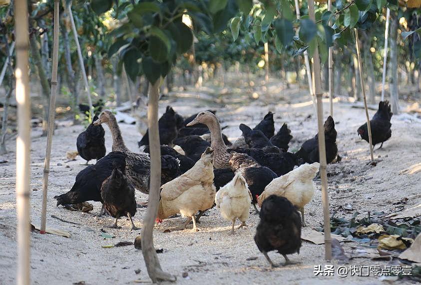 养草鱼视频致富经_养草鱼视频致富养鱼_致富经草鱼养殖视频