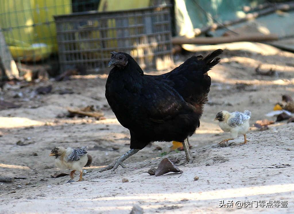 致富经草鱼养殖视频_养草鱼视频致富养鱼_养草鱼视频致富经