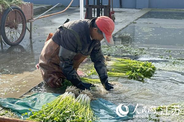 新春走基层丨江苏宜兴：水芹托起共富梦