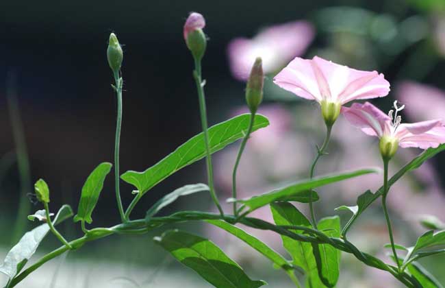 田旋花