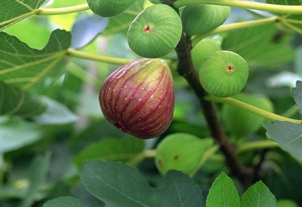 中国农民最适合种植的10种果树