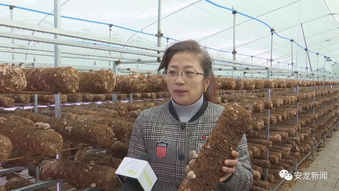 床架立体种植平菇技术_平菇立体栽培架子_平菇床架怎样搭建