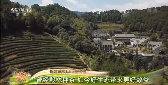 茶叶怎么种植致富_茶叶致富经_致富茶叶种植方法