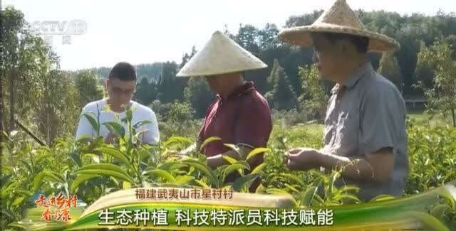 茶叶致富经_茶叶怎么种植致富_致富茶叶种植方法