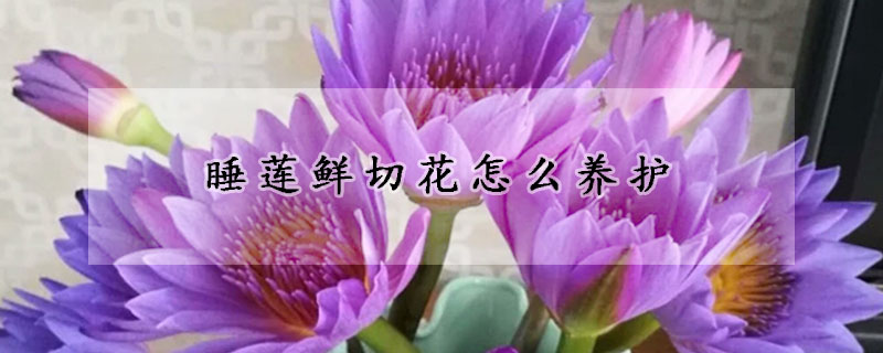 睡莲鲜切花怎么养护