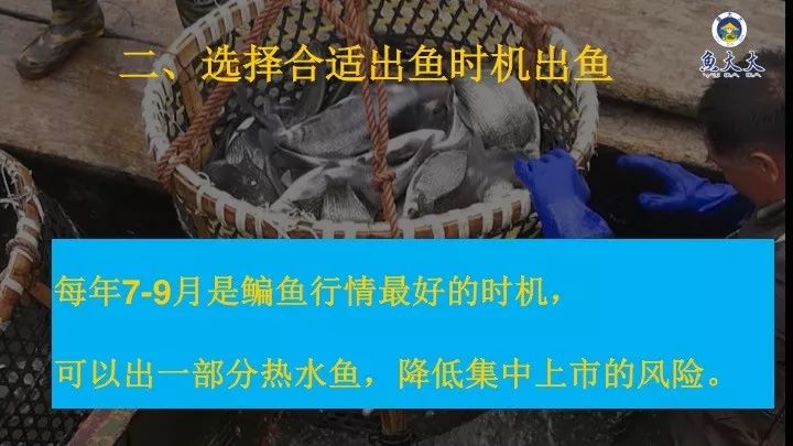 致富经蛴螬养殖视频_致富经鸸鹋养殖视频_养殖鳑鲏致富