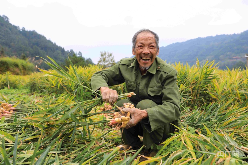 贵州剑河：小生姜蹚出致富路