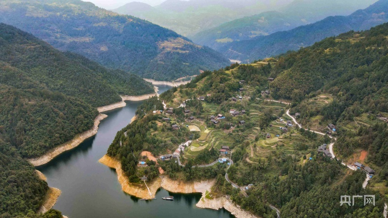 生姜种植的利润和前景_小生姜种植致富_生姜种植致富经