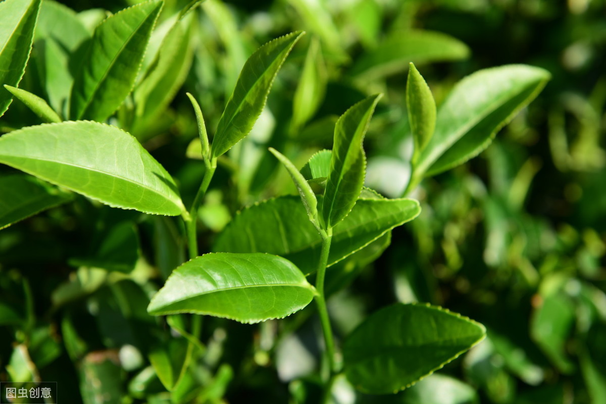 怎样才能种出高产优质的茶叶？掌握以下4点，助茶农增收5成以上！