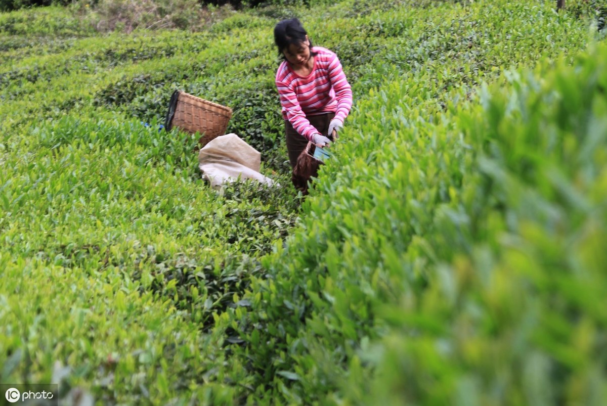 种植茶叶赚钱吗_茶叶致富经_茶叶怎么种植致富