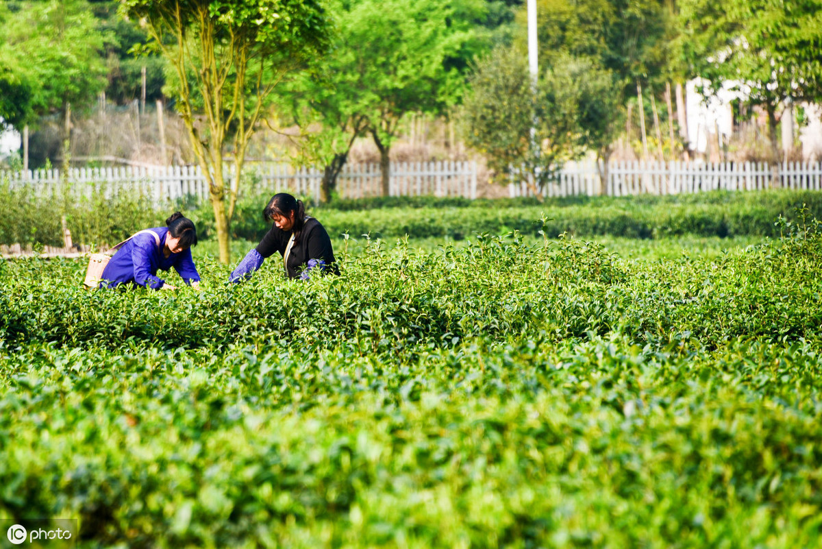 茶叶致富经_种植茶叶赚钱吗_茶叶怎么种植致富