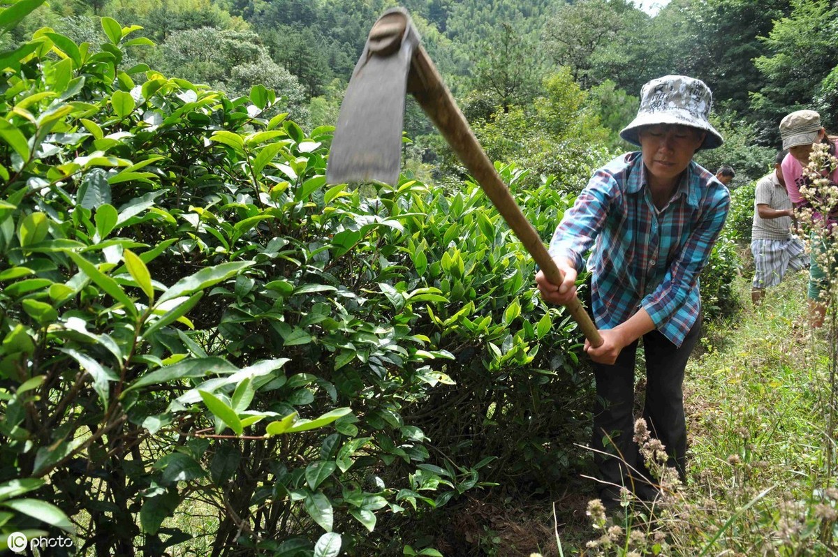 茶叶怎么种植致富_种植茶叶赚钱吗_茶叶致富经