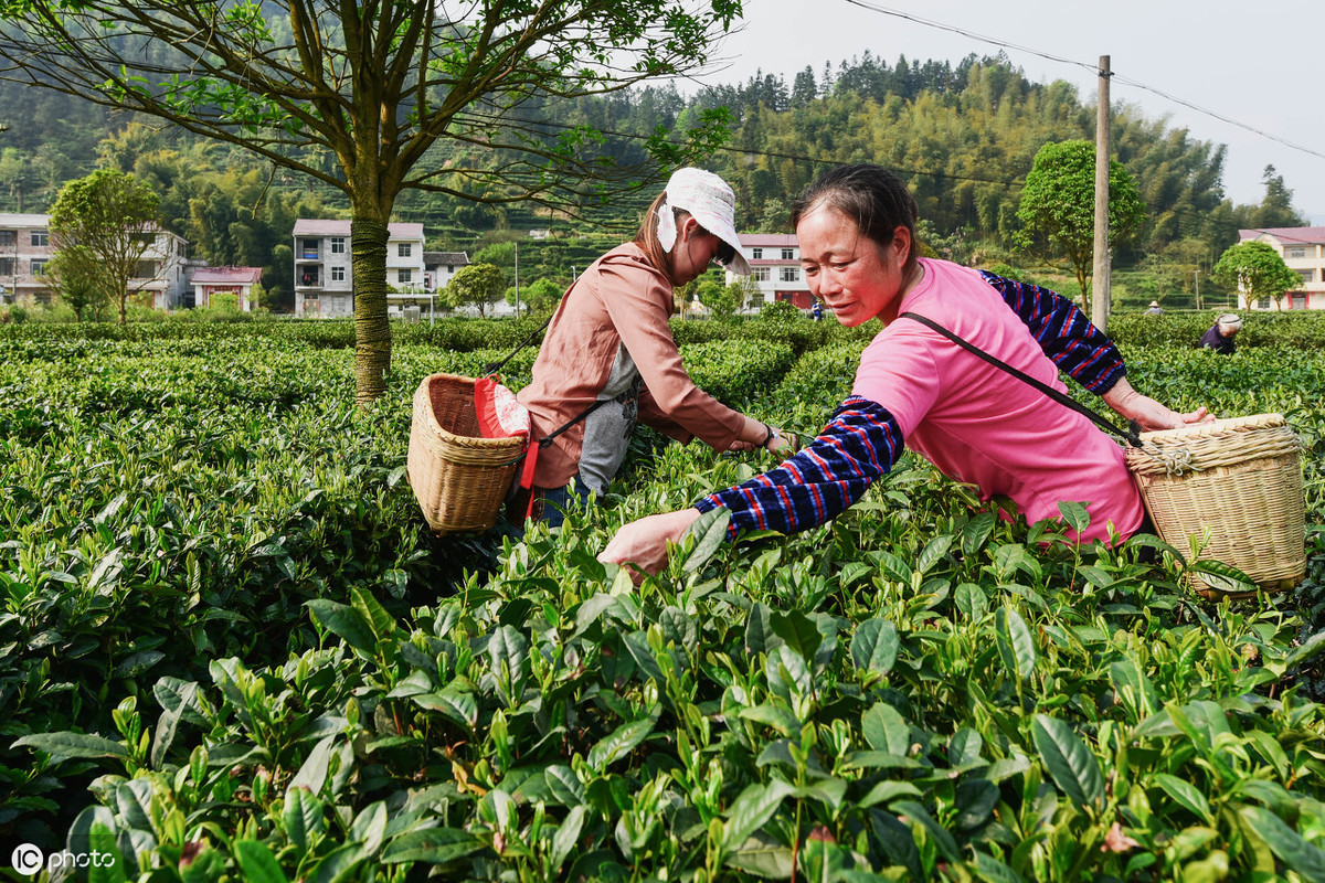 茶叶怎么种植致富_种植茶叶赚钱吗_茶叶致富经