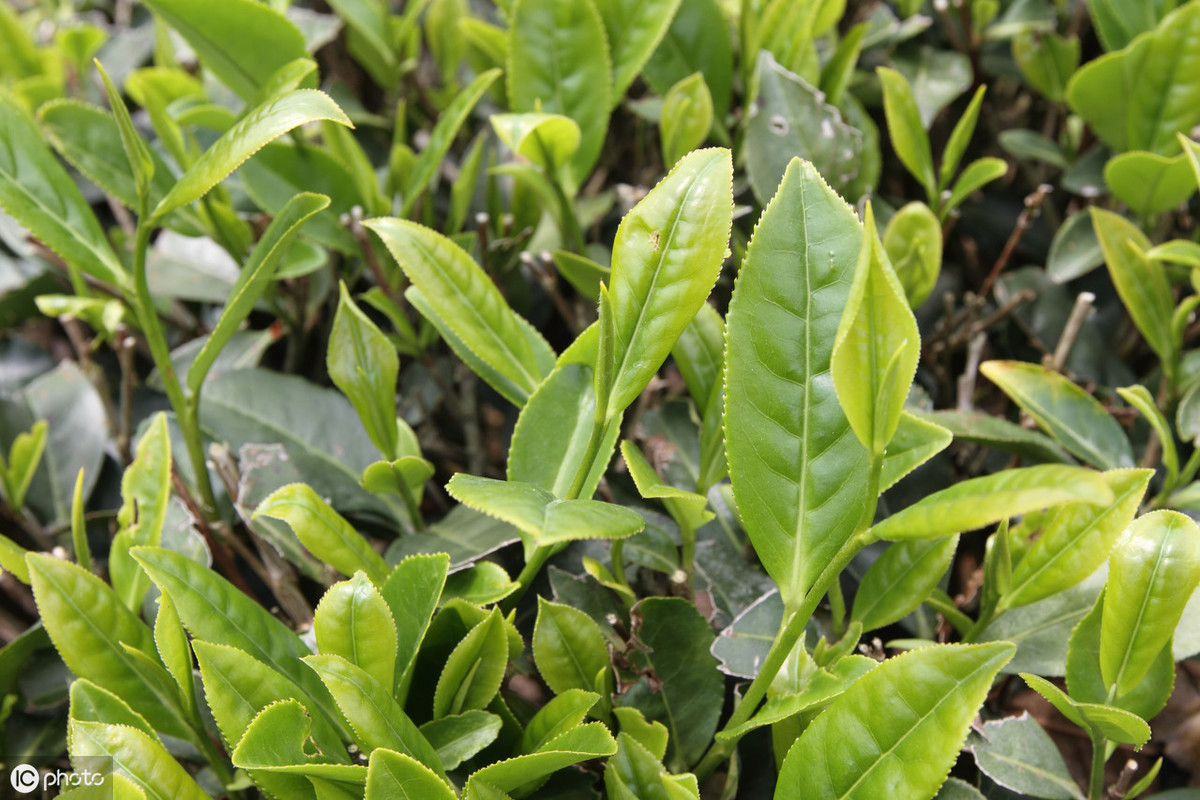 茶叶怎么种植致富_茶叶致富经_种植茶叶赚钱吗