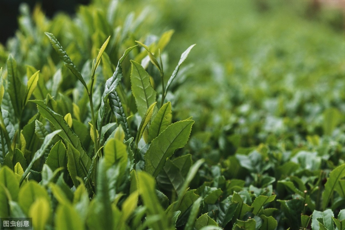 种植茶叶赚钱吗_茶叶怎么种植致富_茶叶致富经