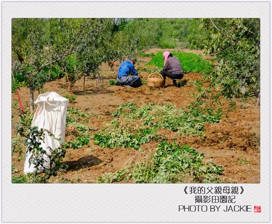 种油葵机器_夏油葵种植技术视频_油葵种植