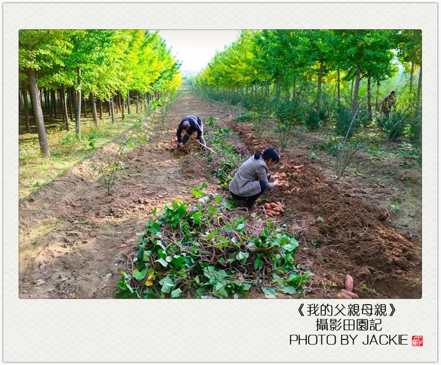 种油葵机器_油葵种植_夏油葵种植技术视频