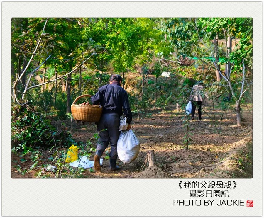 种油葵机器_油葵种植_夏油葵种植技术视频