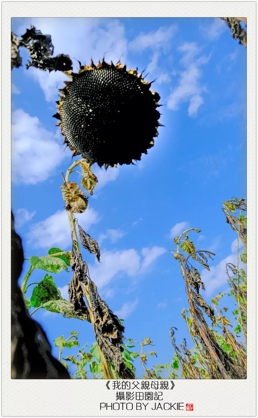 种油葵机器_油葵种植_夏油葵种植技术视频